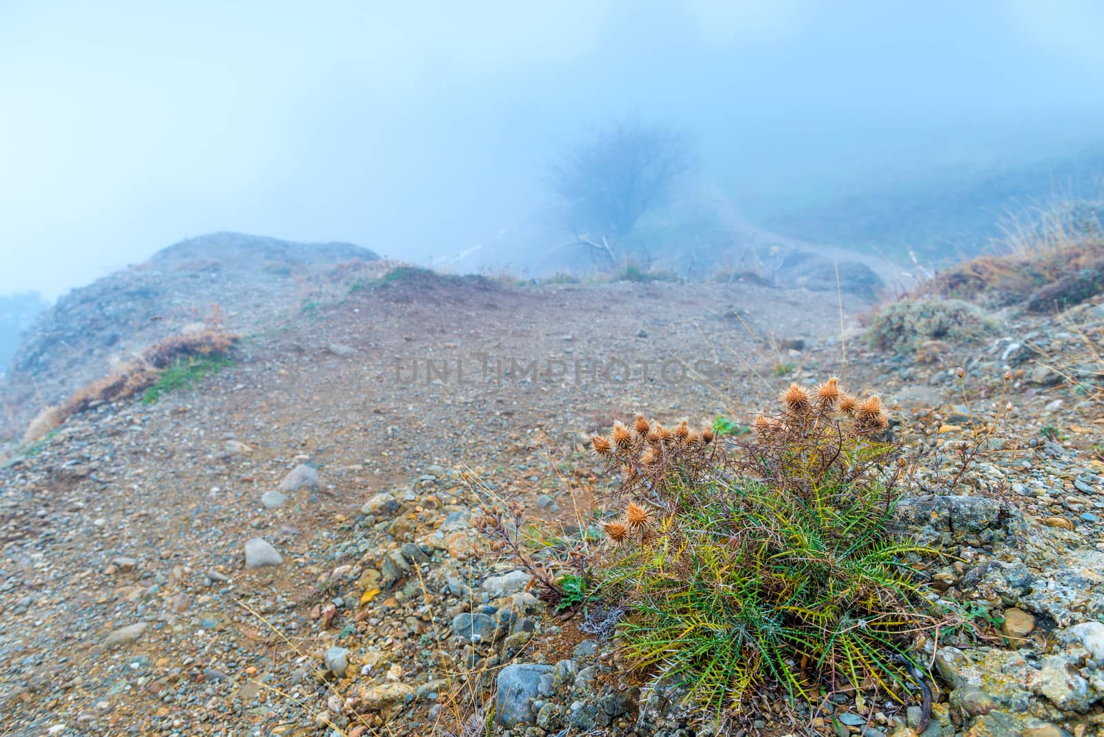 Mountains, plants at a height among the stones in a foggy autumn day