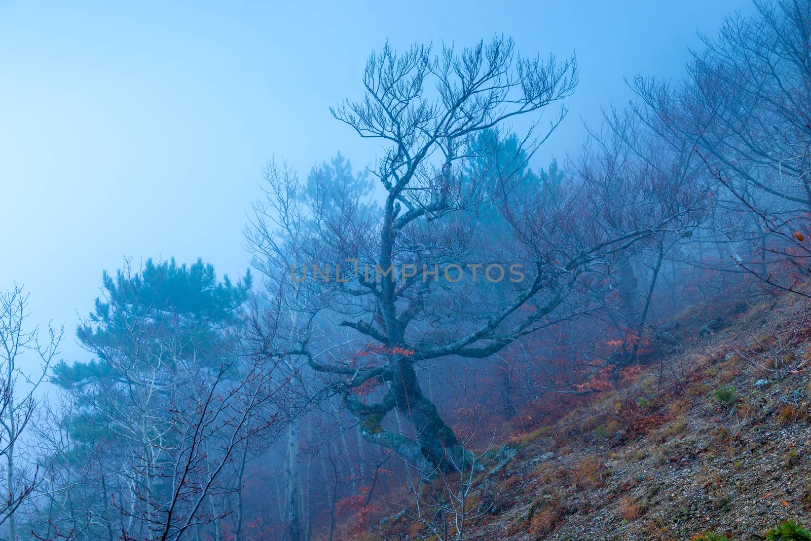 Trees in the mountains on a hillside in an autumn cloudy and fog by kosmsos111