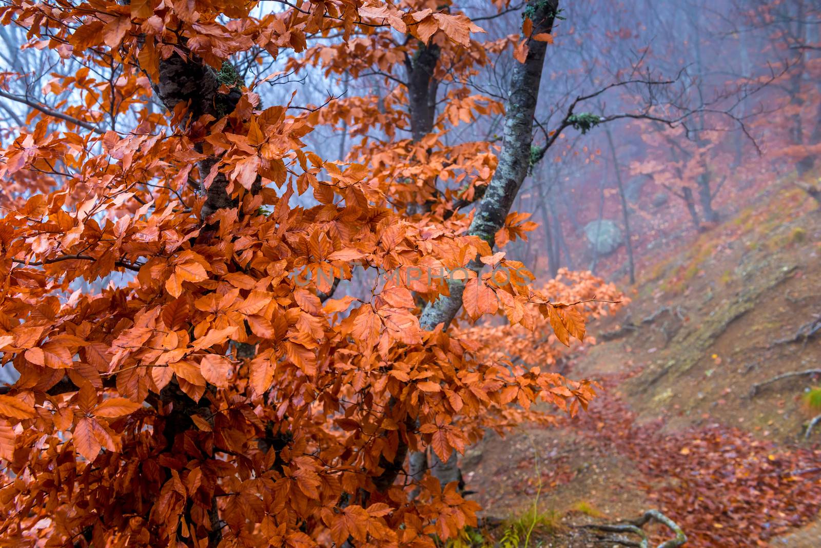 Red tree foliage closeup, autumn landscape in the mountains in t by kosmsos111
