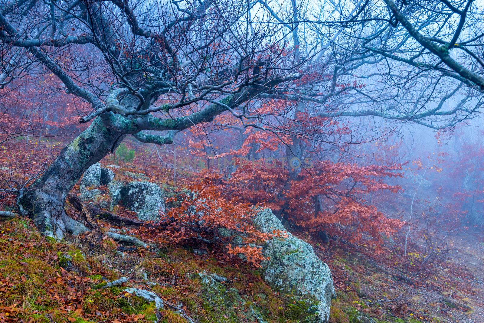 Snags on the hillside in autumn foggy day, fantastic gloomy land by kosmsos111