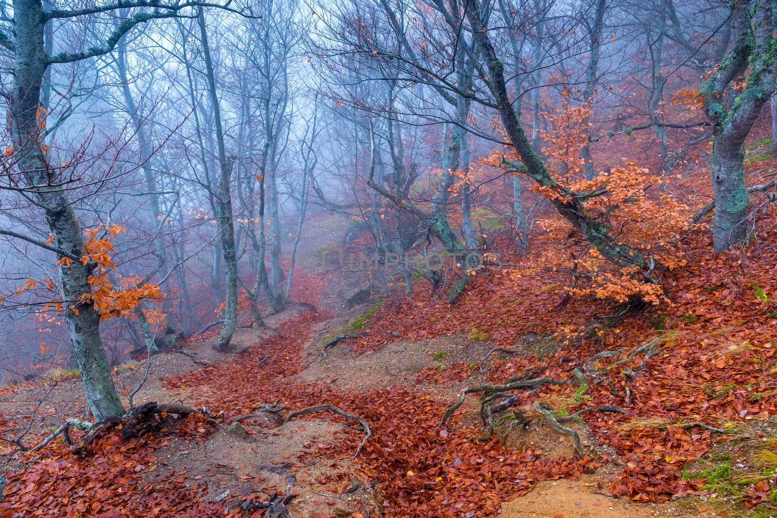 fantastic gloomy landscape - trees on the hillside in autumn foggy day