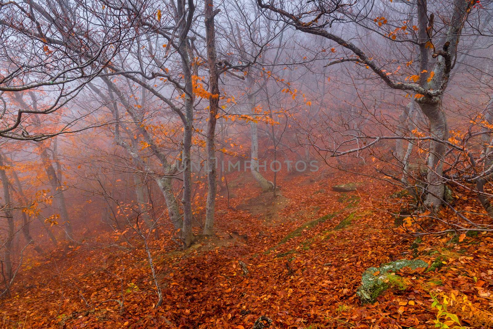 Misty autumn day, landscape in the mountains, in the frame of tr by kosmsos111