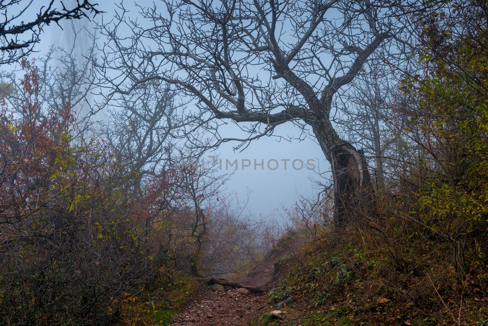 in the frame snag with fallen leaves foggy autumn day, landscape in the mountains