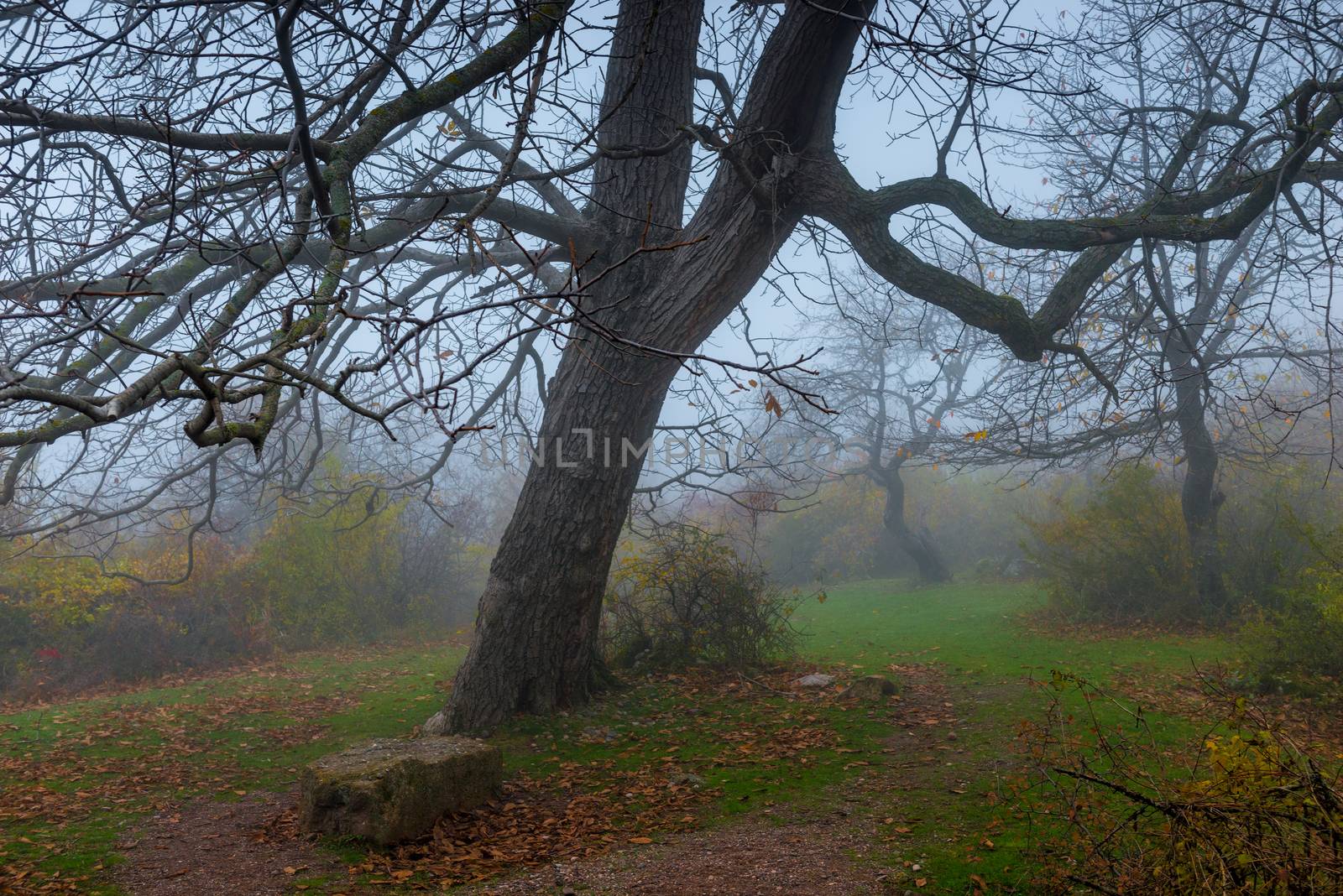 big tree with fallen leaves on a misty autumn day, mystical land by kosmsos111