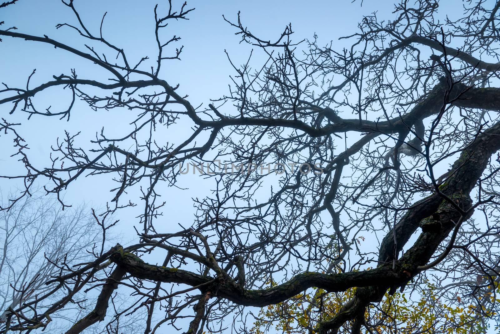 Branches of a tree without leaves in late autumn against the sky on a cloudy day