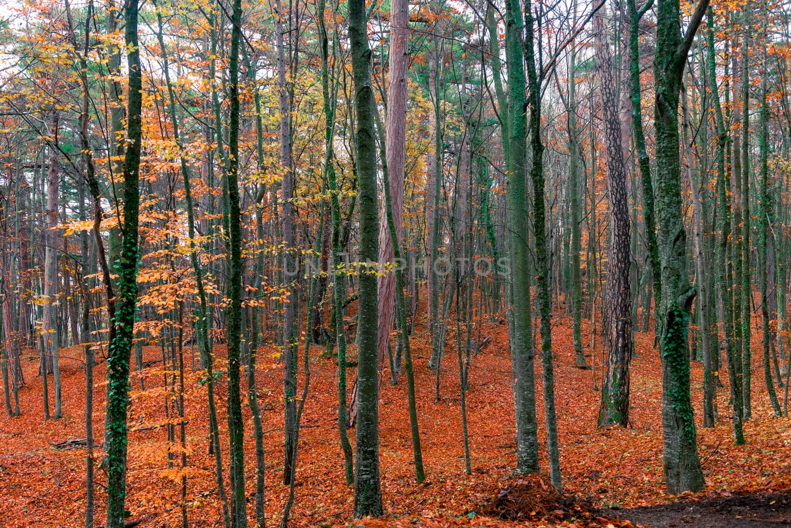 Covert mixed forest, autumn landscape on a cloudy day