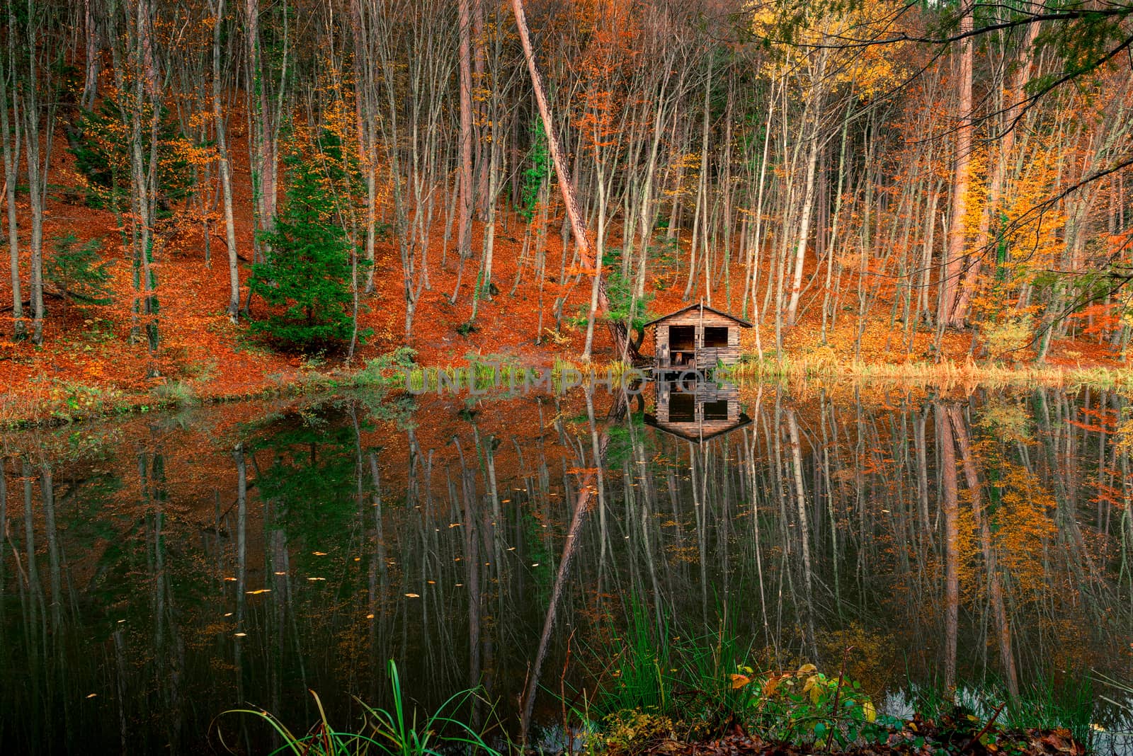 beautiful landscape - an old fisherman's house near the forest p by kosmsos111