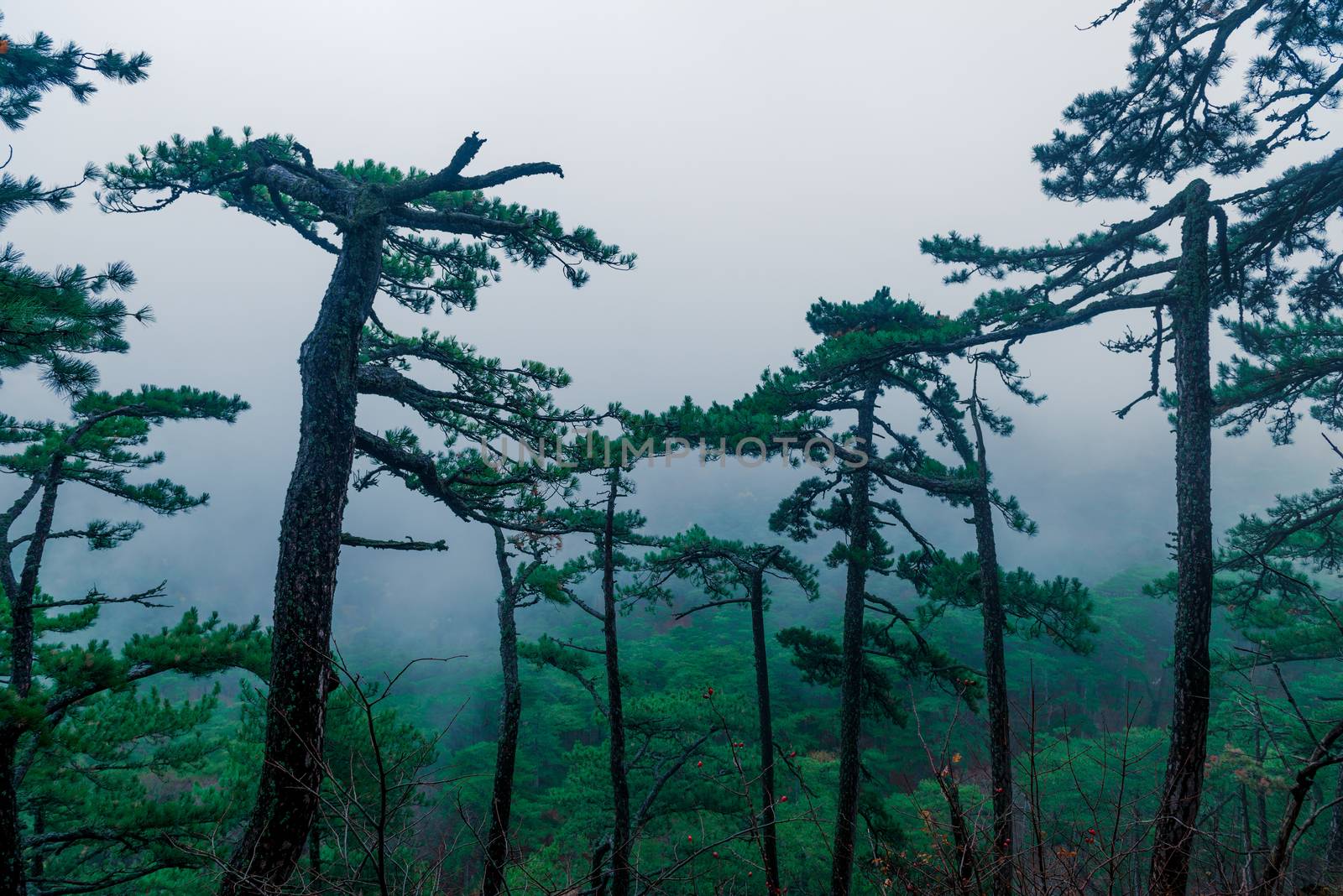 Coniferous tall trees in the mountains in an autumn foggy overcast day