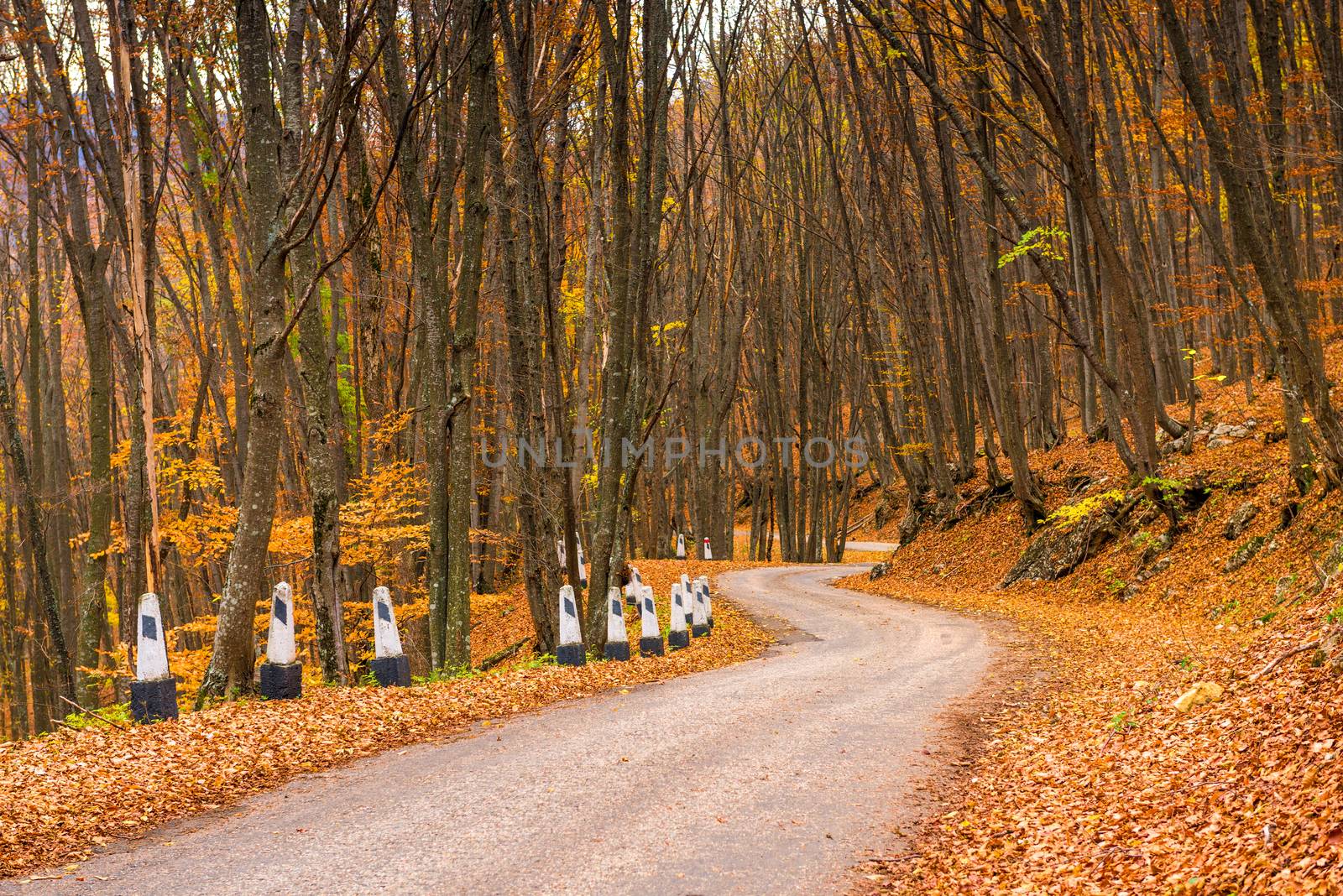 Winding mountain road in the autumn afternoon surrounded by fore by kosmsos111