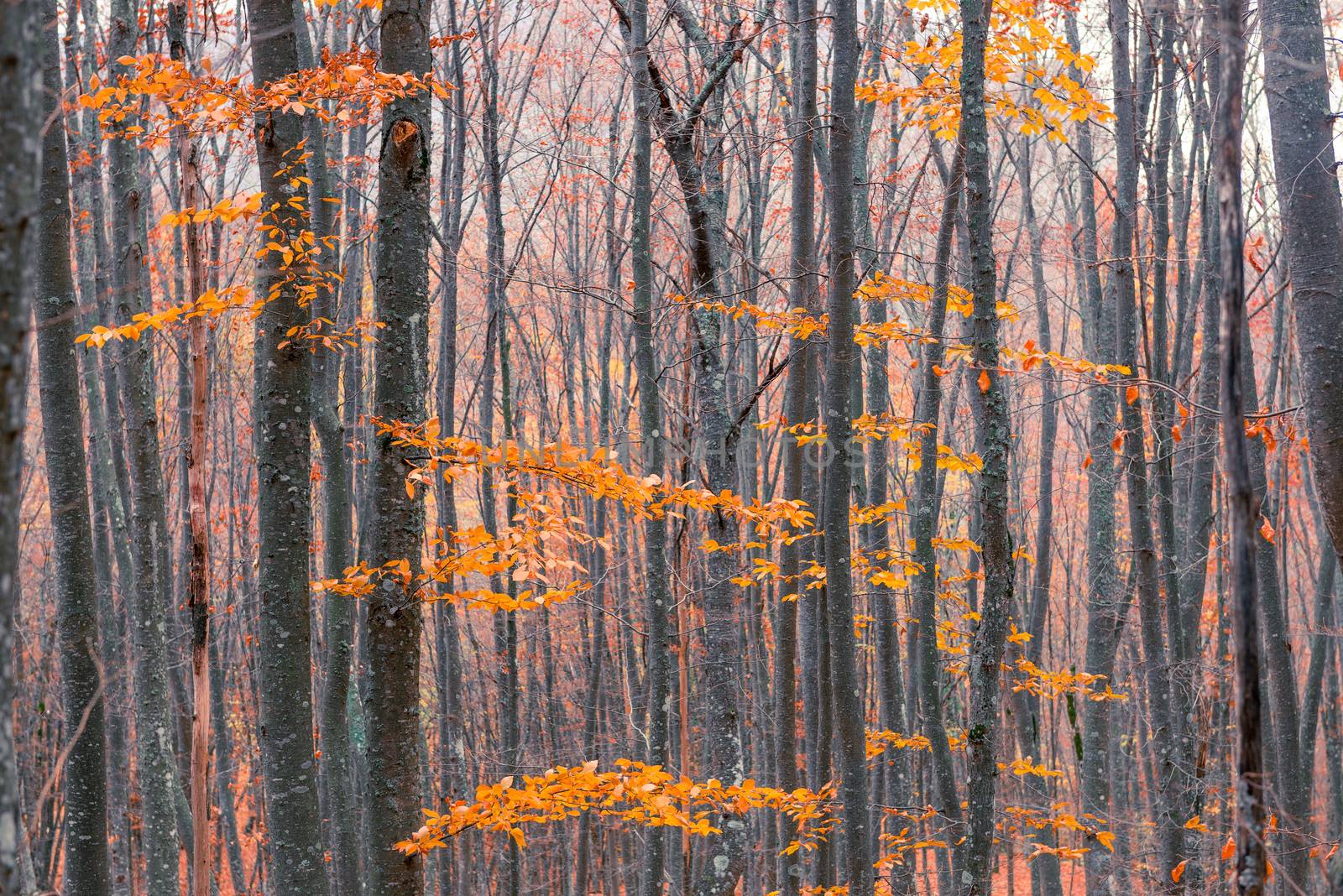 trunks of young trees on an autumn day with bare branches by kosmsos111