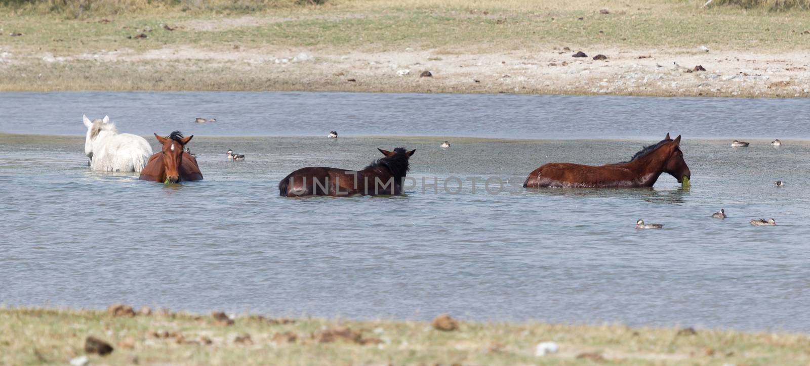 Horses bathing in a small lake - Botswana