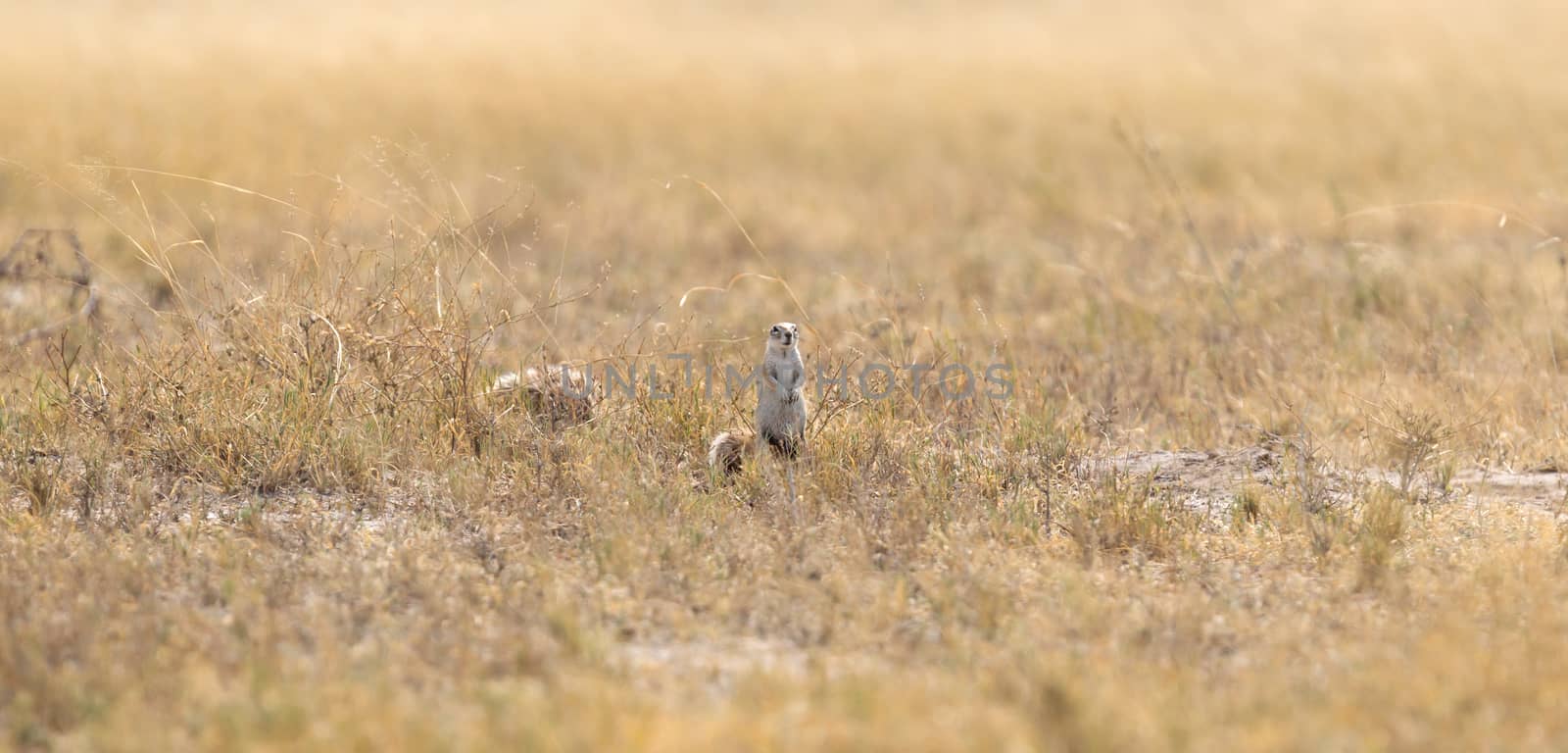 Cape ground squirrel (xerus inauris) in the Kalahari