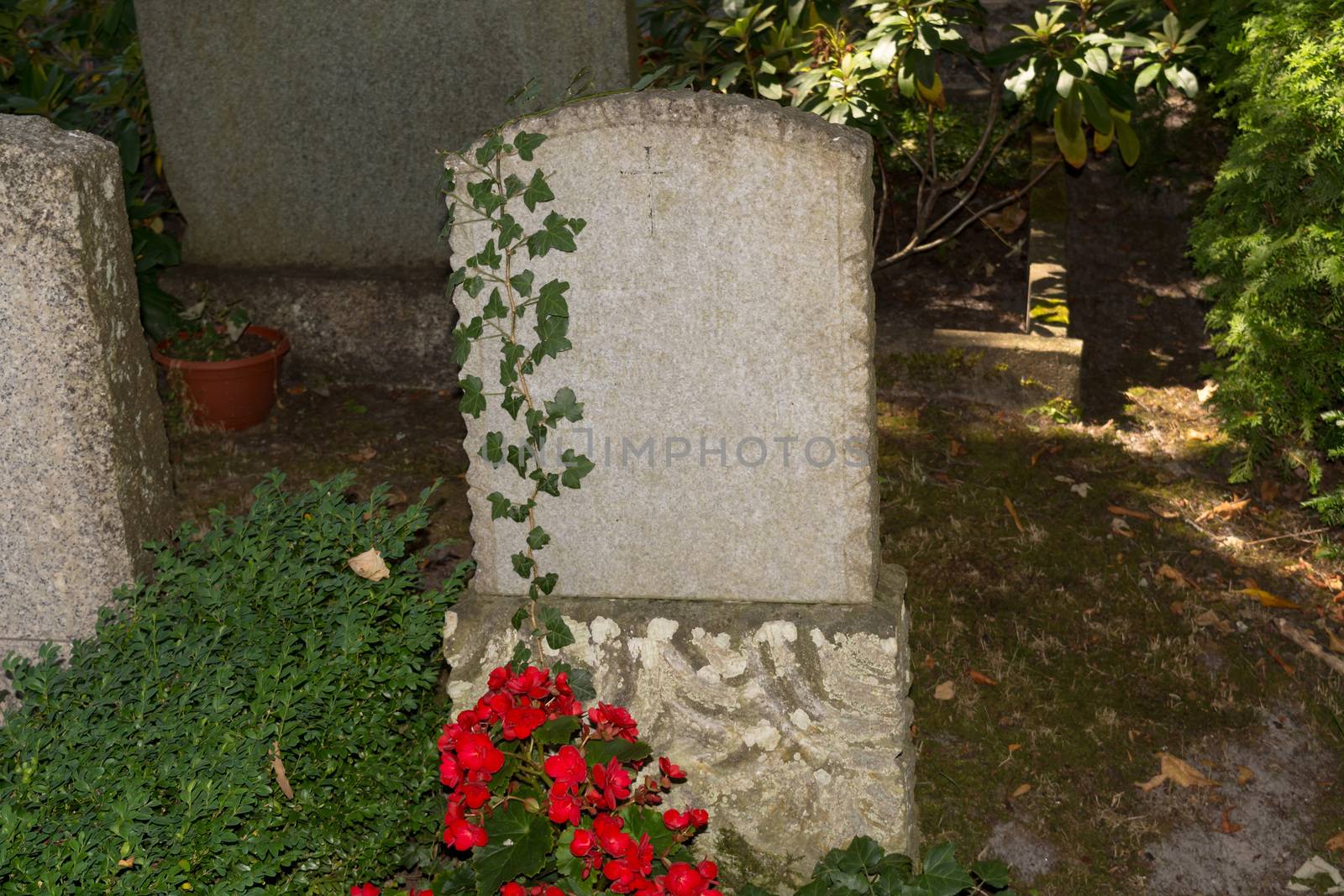 Empty gravestone overgrown in a cemetery with red flowering ivy. by JFsPic