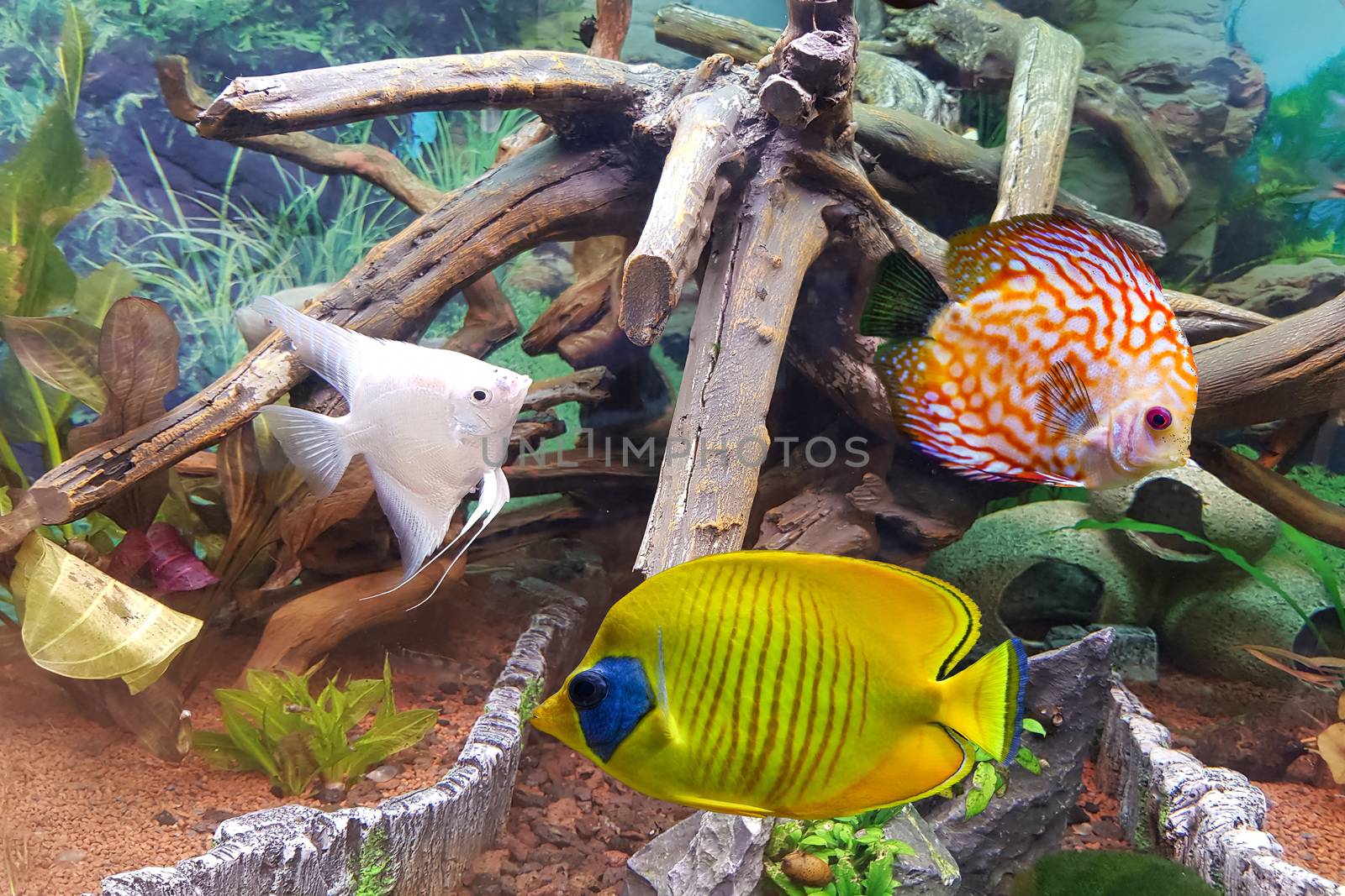 Indoor aquarium. A tropical freshwater aquarium by JFsPic