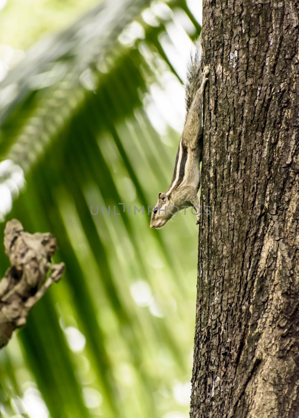 A striped rodents marmots chipmunks squirrel (Sciuridae arboreal species of flying squirrels family) spotted on a tree trunk on hunting mood. Animal behavior themes. Animals in the wild background. by sudiptabhowmick