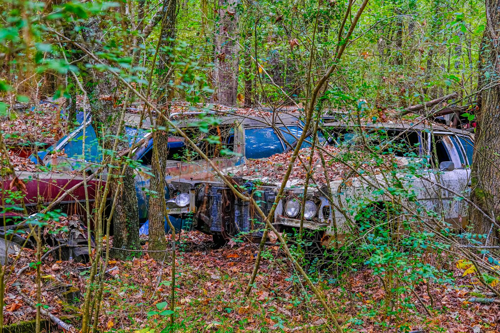 Wrecked Cars in the Weeds of a Junkyard
