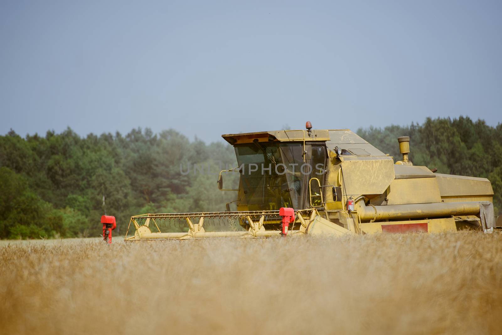 Combine harvesting the rape field at summer