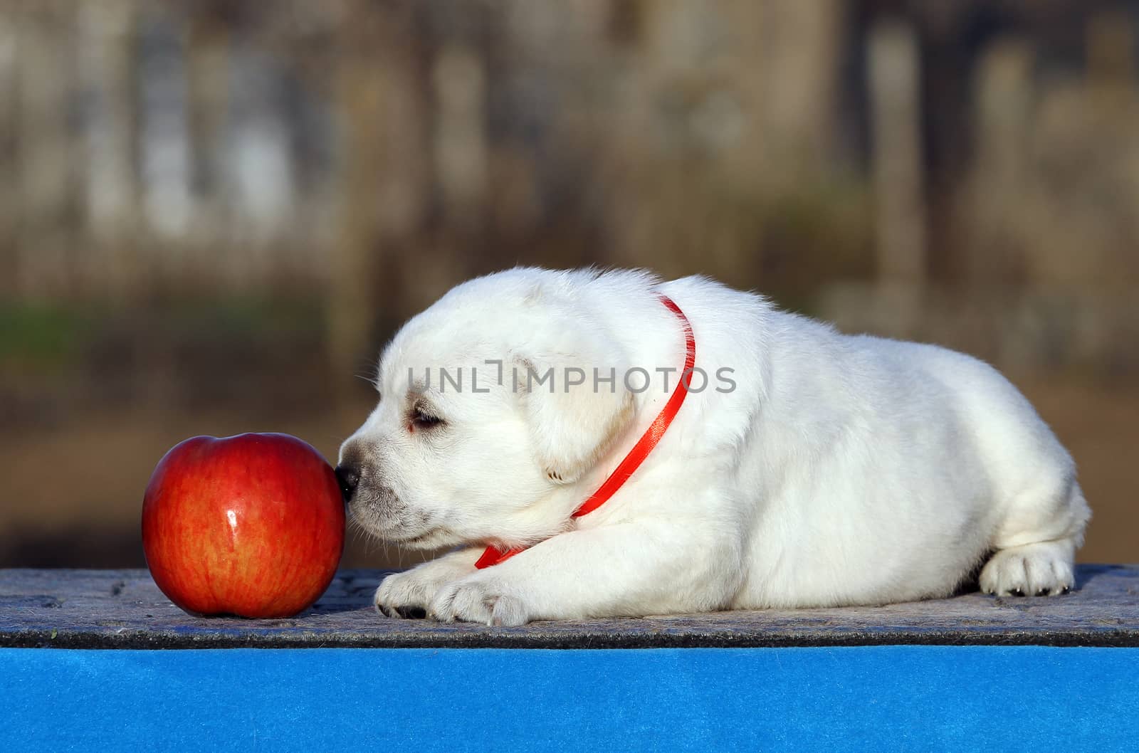 a cute little labrador puppy on a blue background