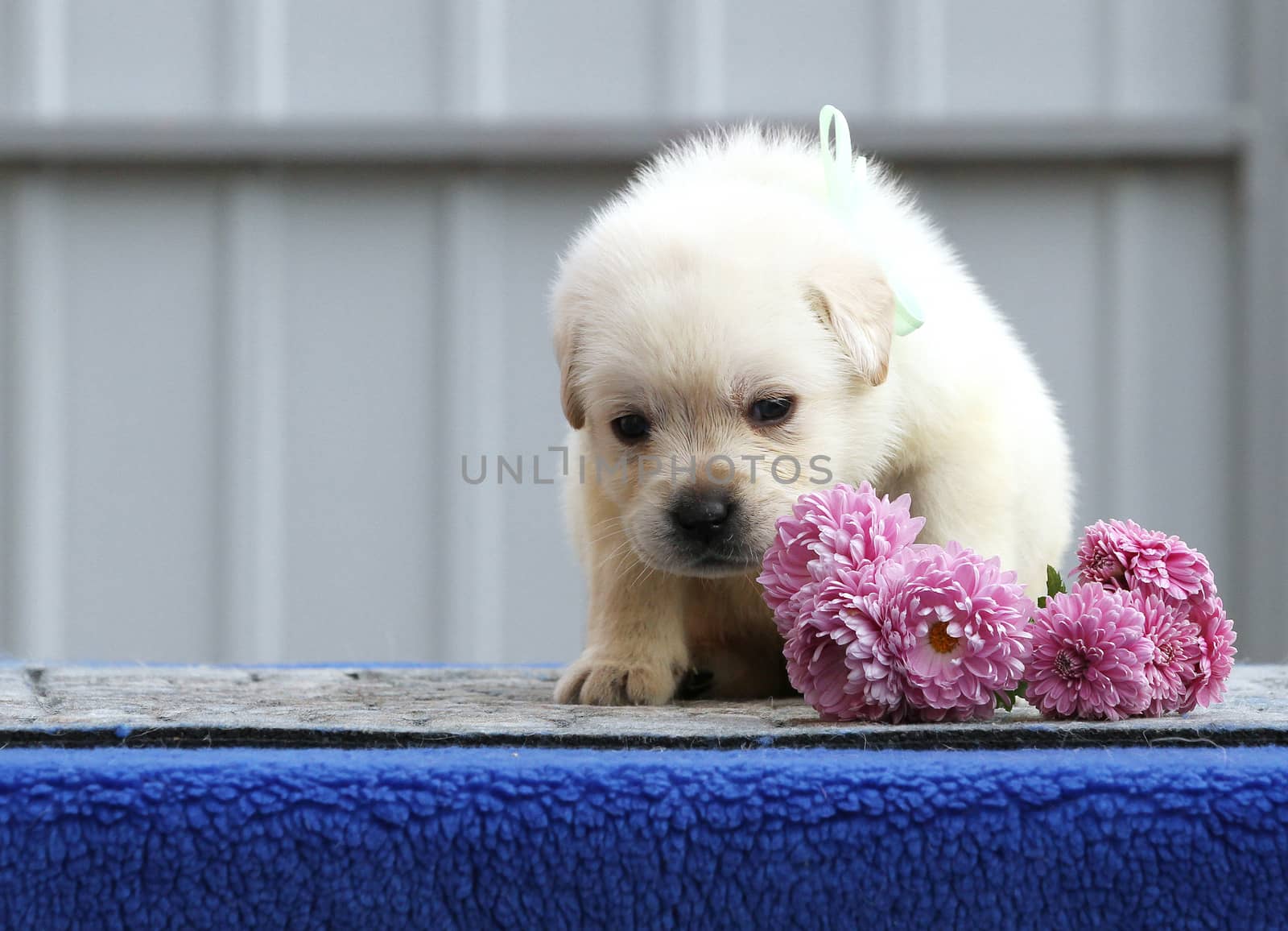 the nice cute little labrador puppy on a blue background