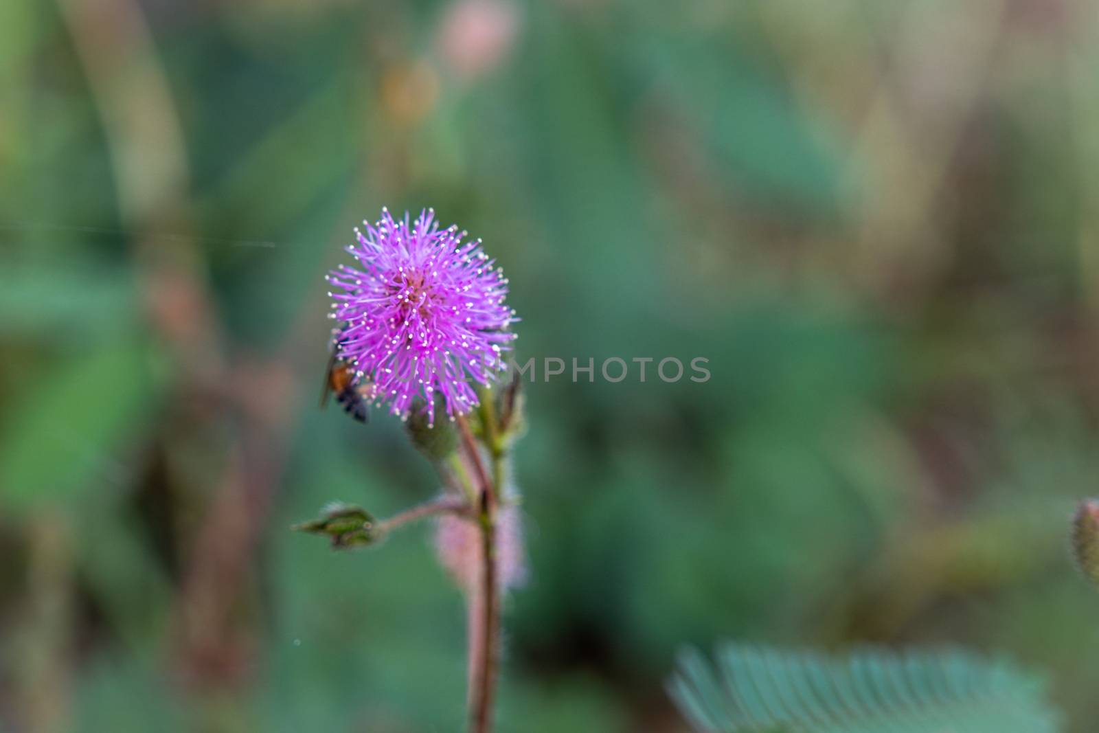 Closeup to Sensitive Plant Flower, Mimosa Pudica with small bee on blur background by peerapixs
