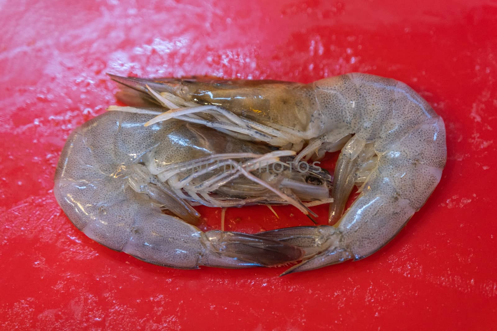 The row Fresh Shrimp in red plate background for cook