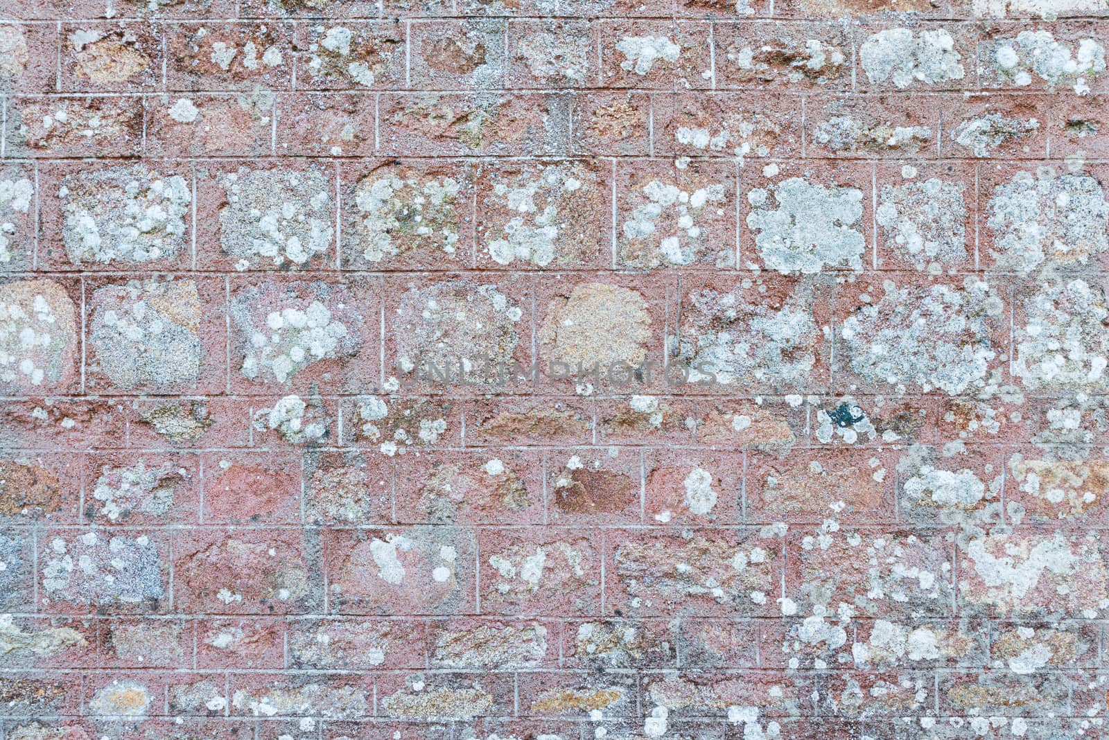 Old wall texture with lichen growing on its surface