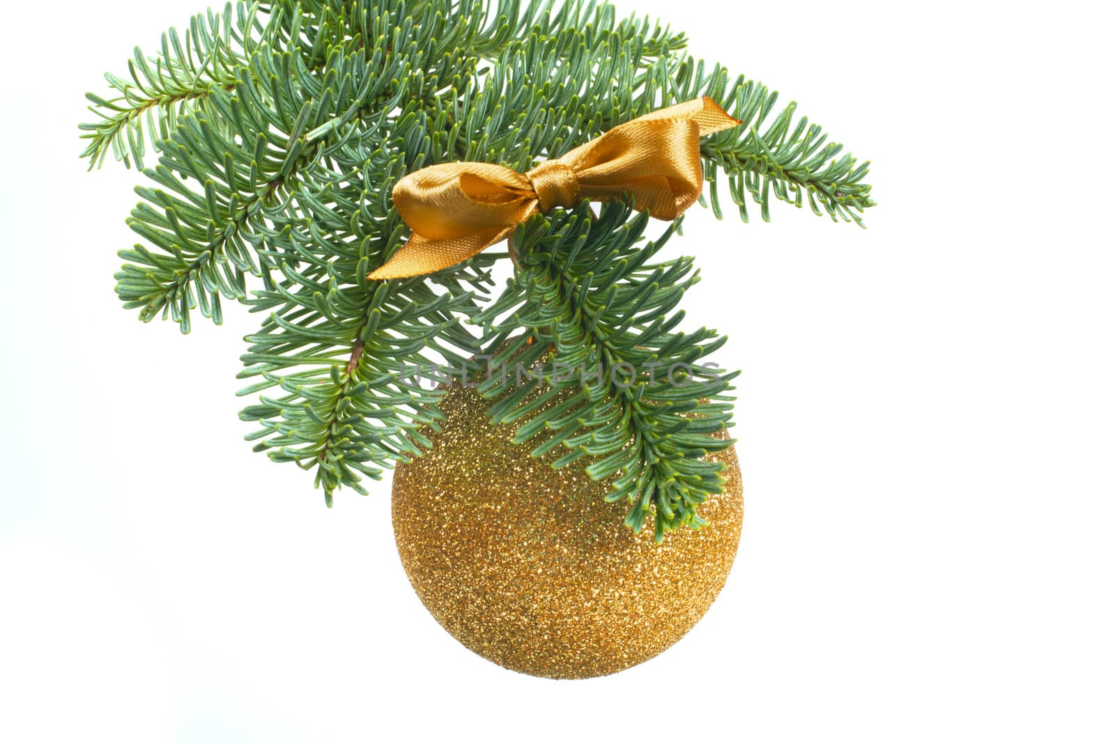 Christmas evergreen spruce noble fir tree branch and golden glitter glass bauble ball isolated on white background