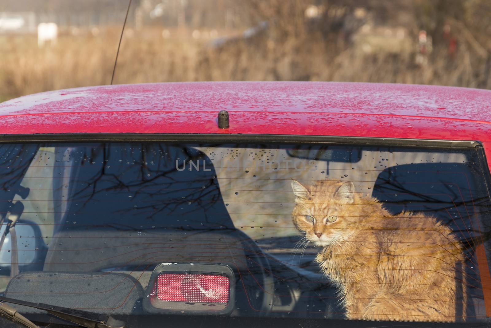 Cat in the back of car looking through the window. Traveling with a pet. red, orange cat is sitting in red auto. Train your cat to travel together. Reducing Cat Stress during Car Rides. Cat is inside a car. A ginger cat used to riding in a car.