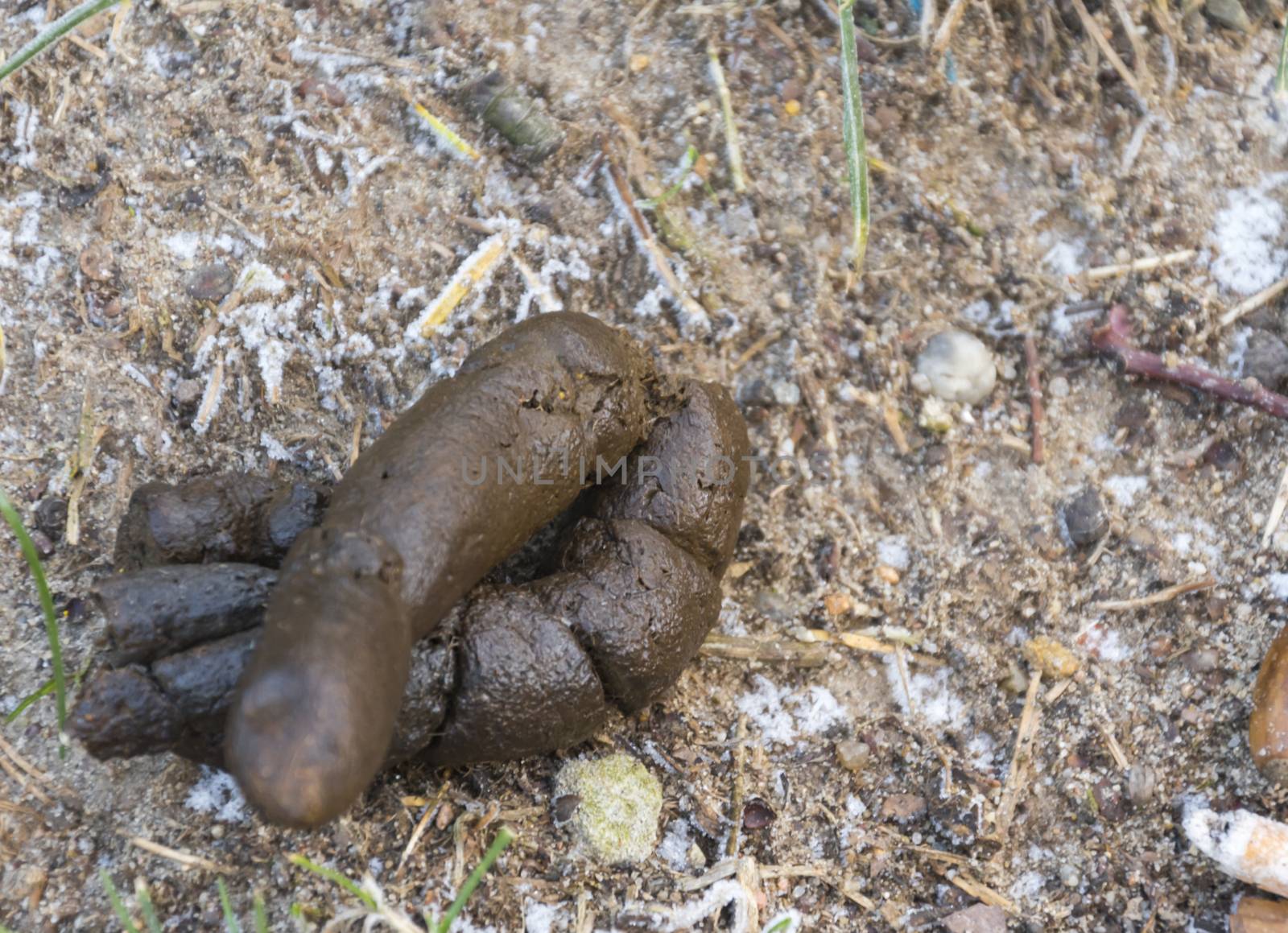 Dog Poo on the ground, selective focus. Close up photo of some dog shit on the ground