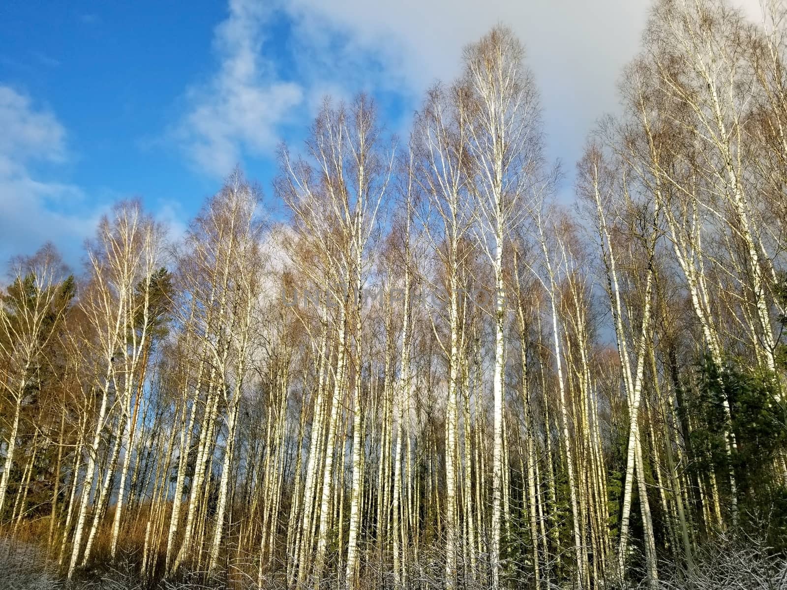 View of a winter birch forest against a blue sky.