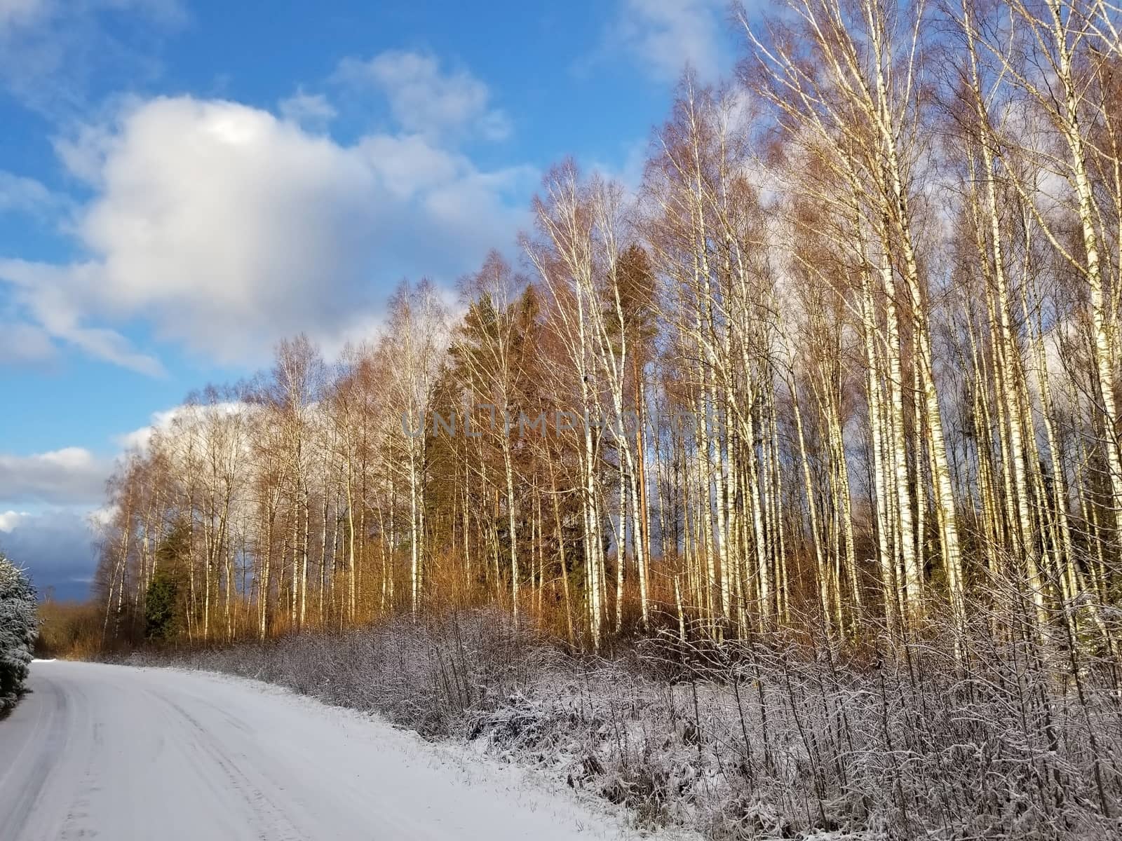 View of a road covered with snow and a winter birch forest against a blue sky by zakob337