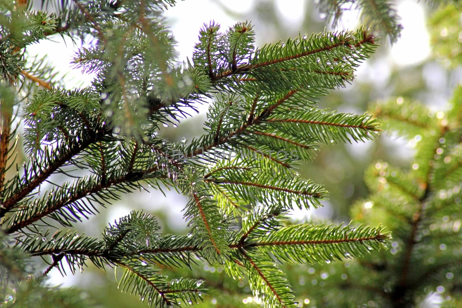 branches of spruce, covered with rain drops. Photographed close-up by zakob337