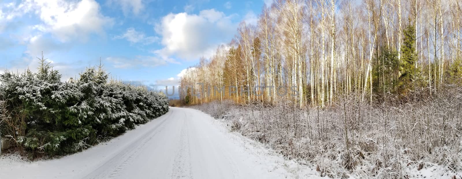 View of a road covered with snow and winter birch and spruce forest against a blue sky. Panoramic photo. by zakob337