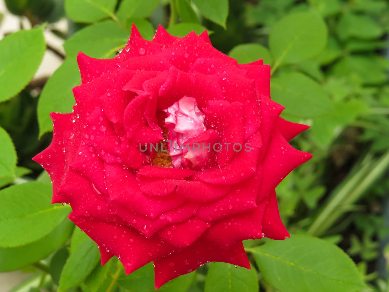 Blooming red rose with water drops on its petals and blurred green background.