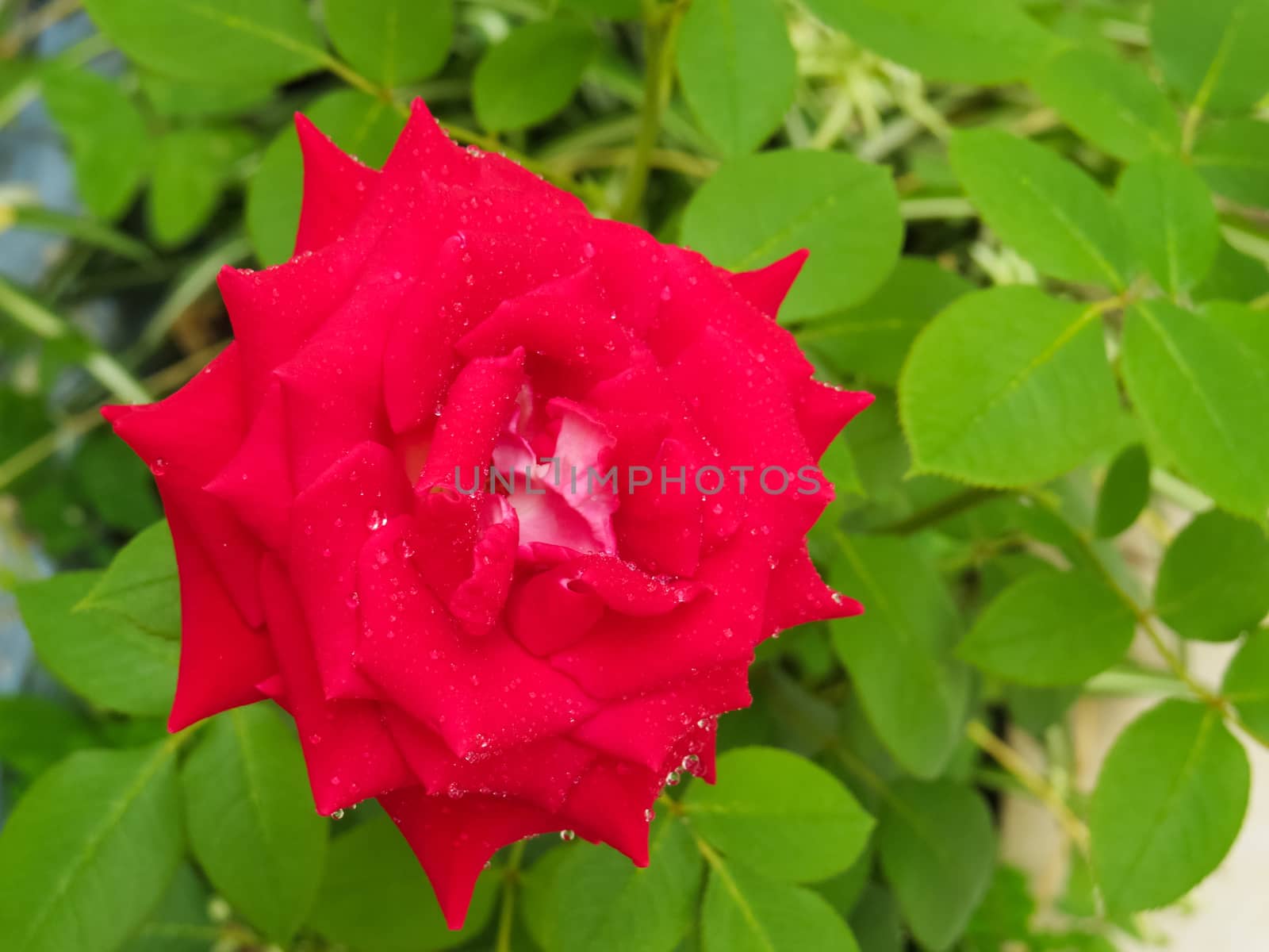 Rose flower in red color with water droplets on petals on blurred background.