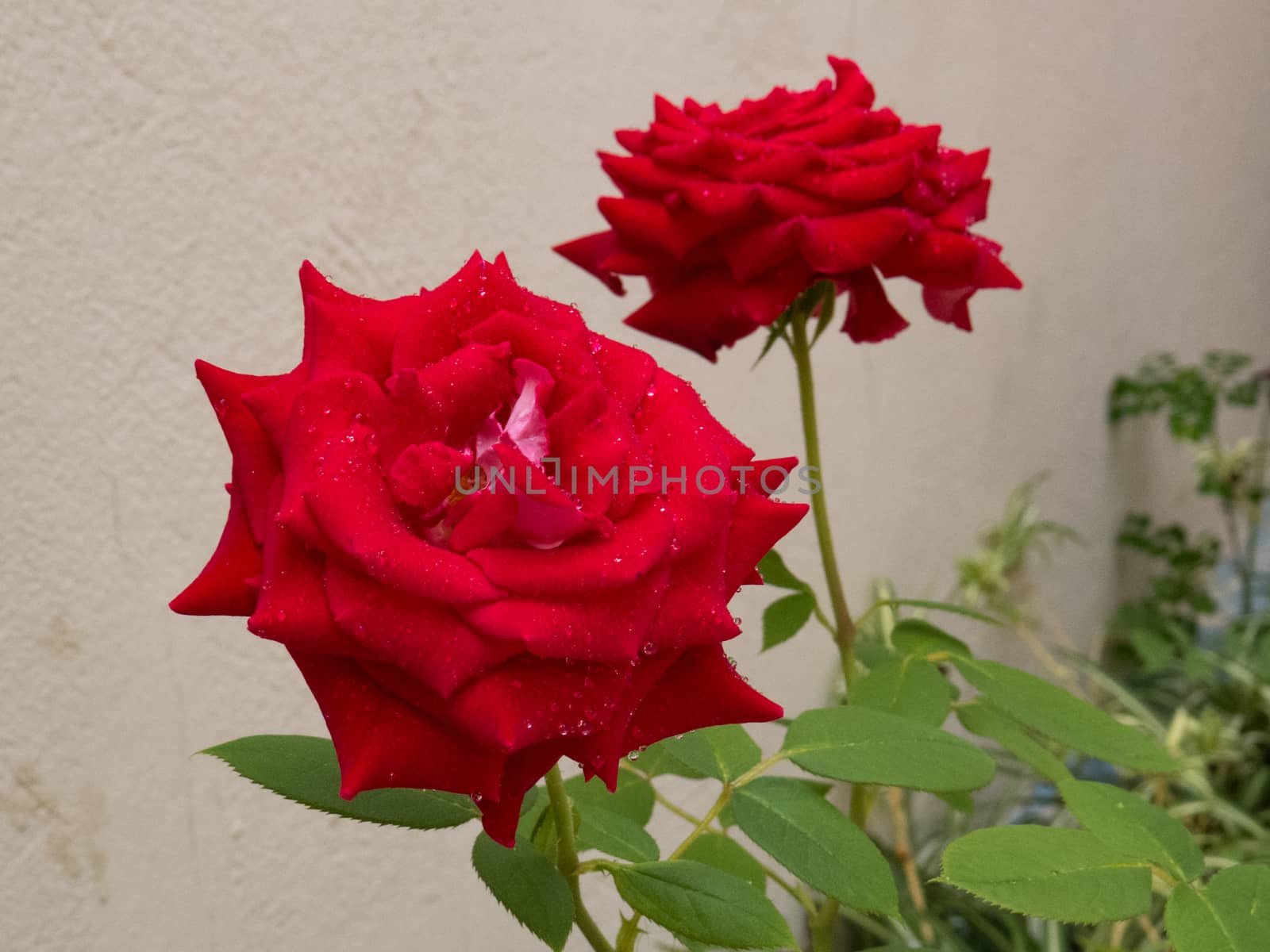 Two red roses with dew on blurred light background.
