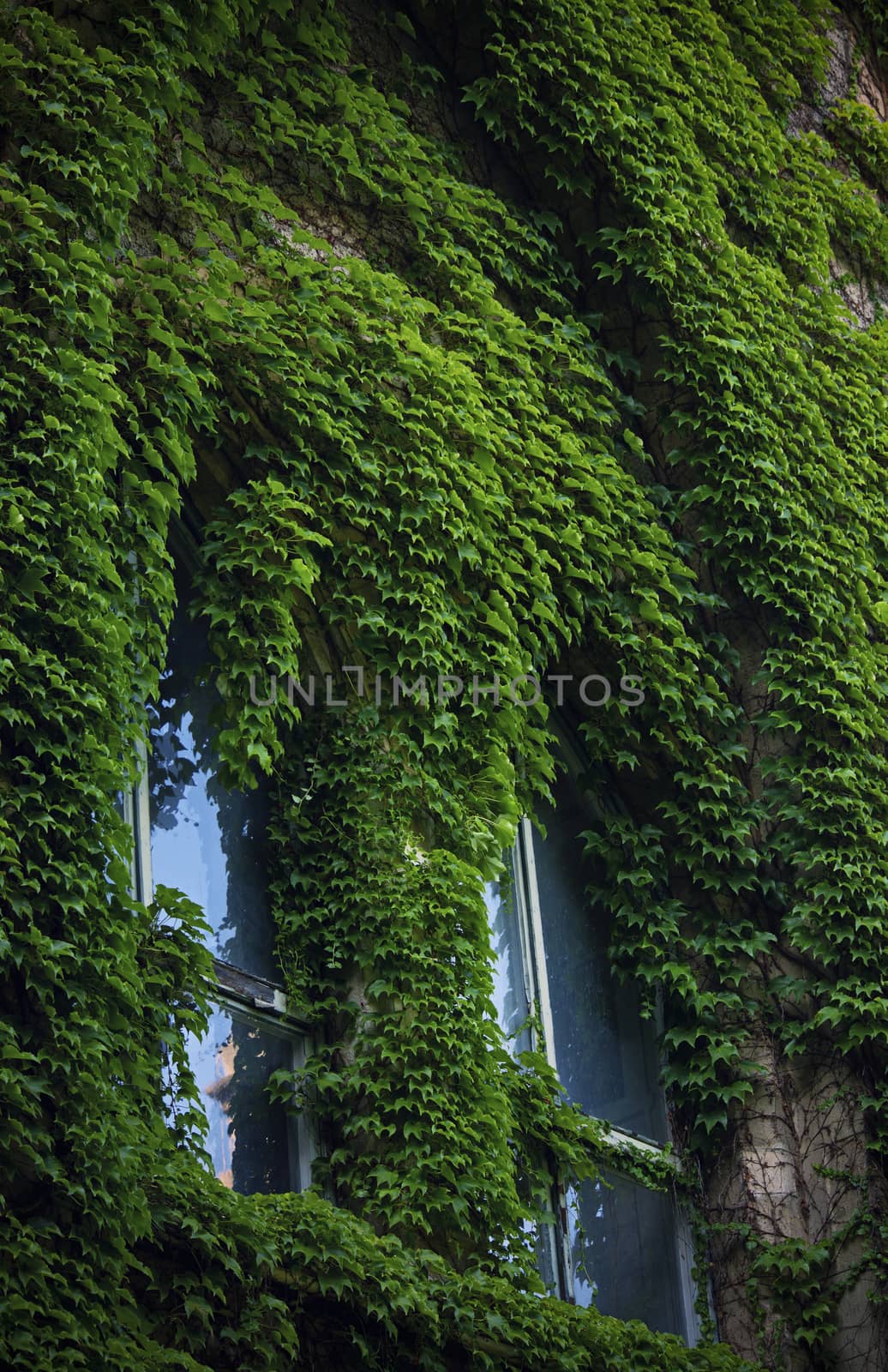 Stone wall and high windows completely overgrown with vibrant green wild vine and ivy. Stone wall covered in green ivy.