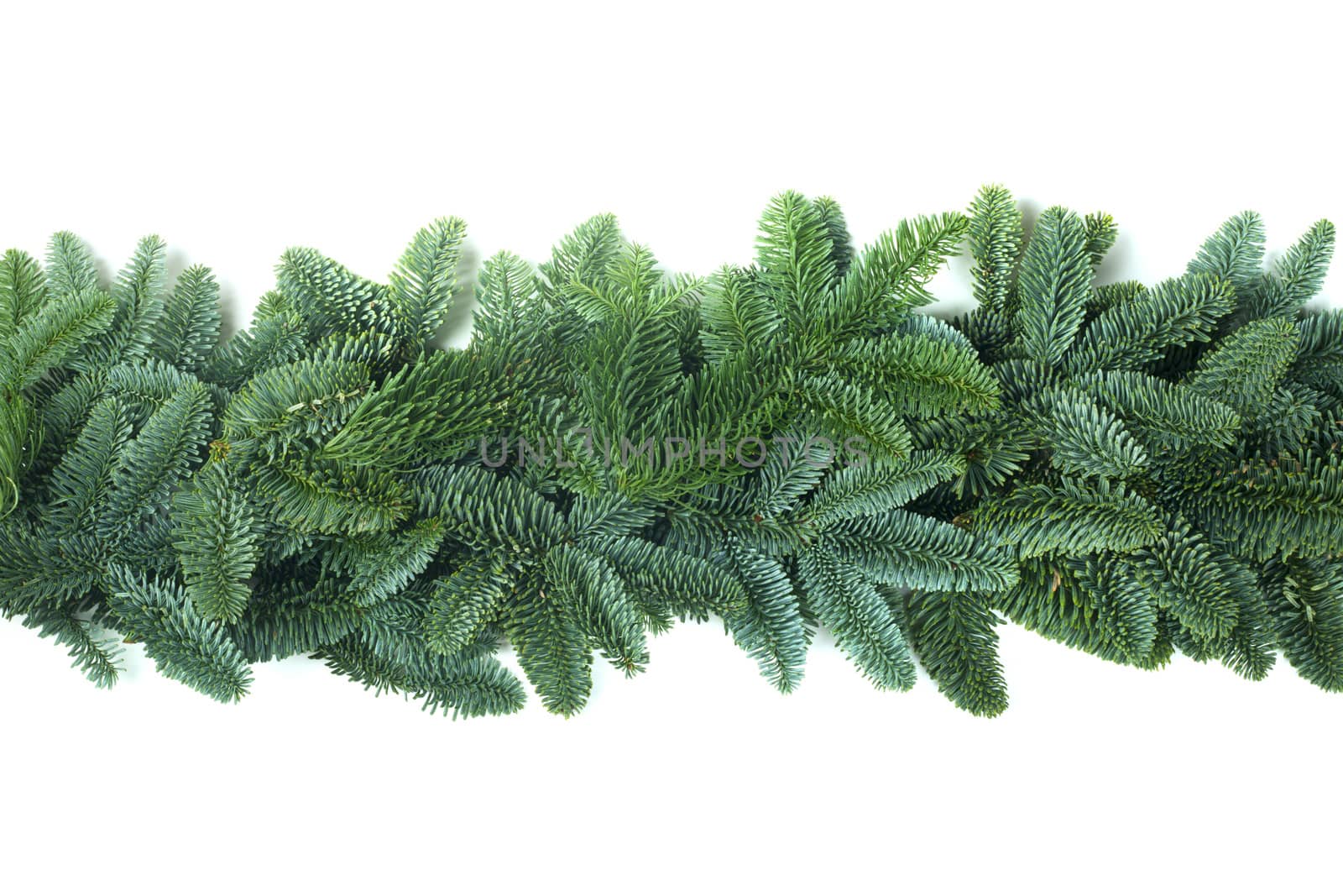 Christmas Border frame of natural noble fir tree branches isolated on white background