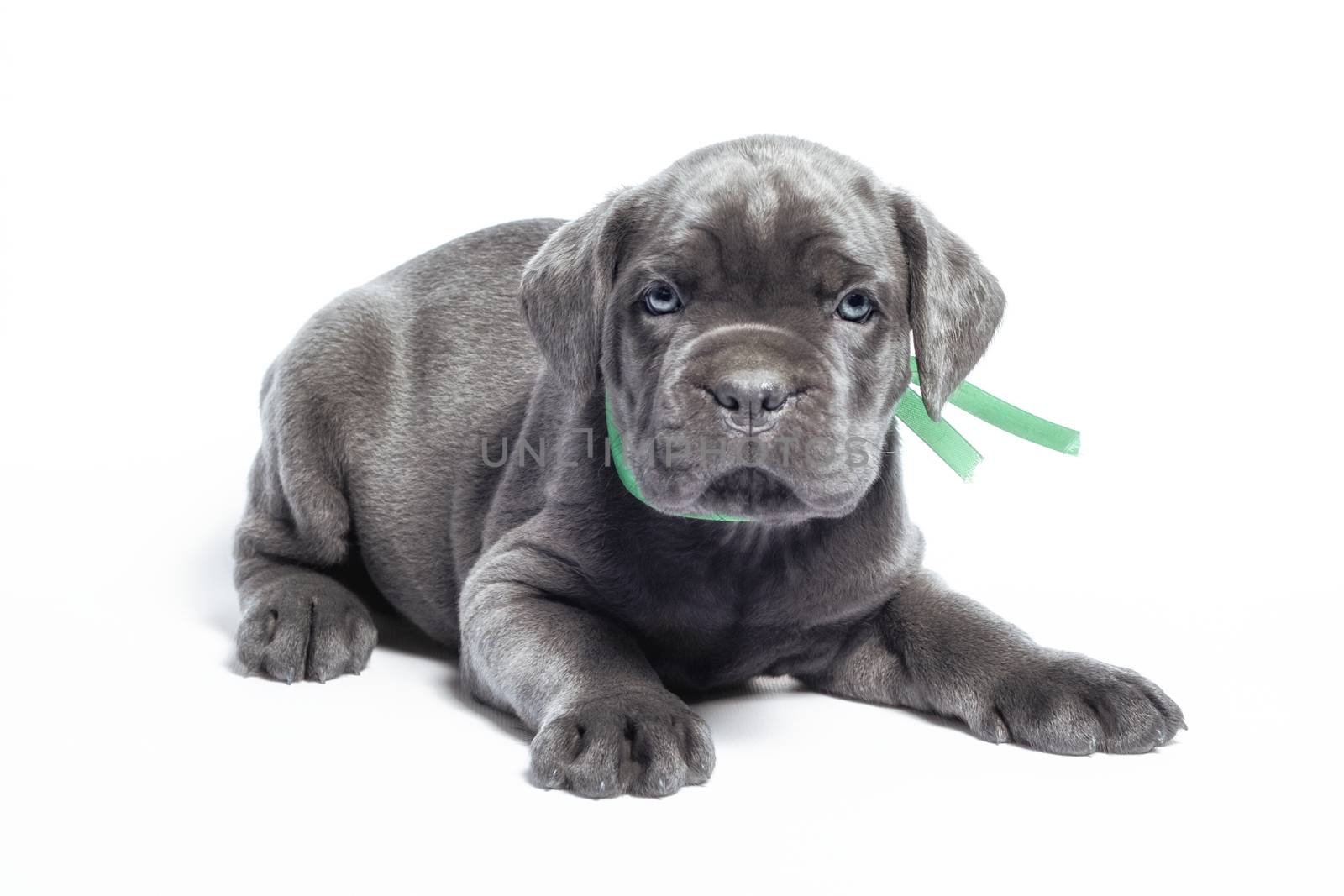 little puppy dog ​​of breed canecorso on a white background in isolation closeup