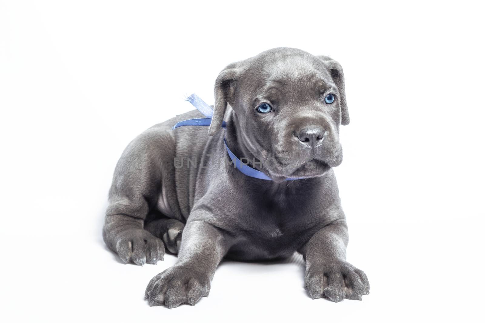 little puppy dog ​​of breed canecorso on a white background in isolation closeup