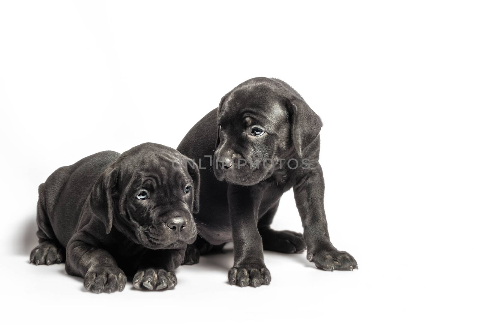 two identical twin puppies of breed canecorso on a white background isolated