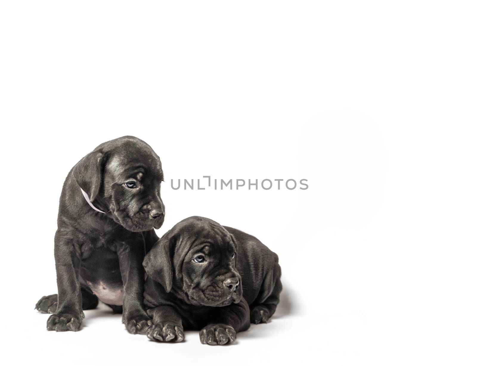 two identical twin puppies of breed canecorso on a white background isolated