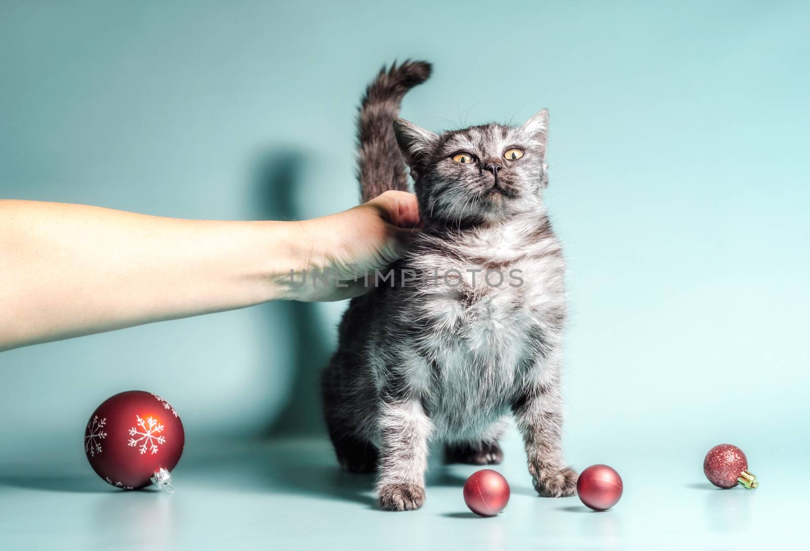 man stroking a scared cat with Christmas balls on a light background