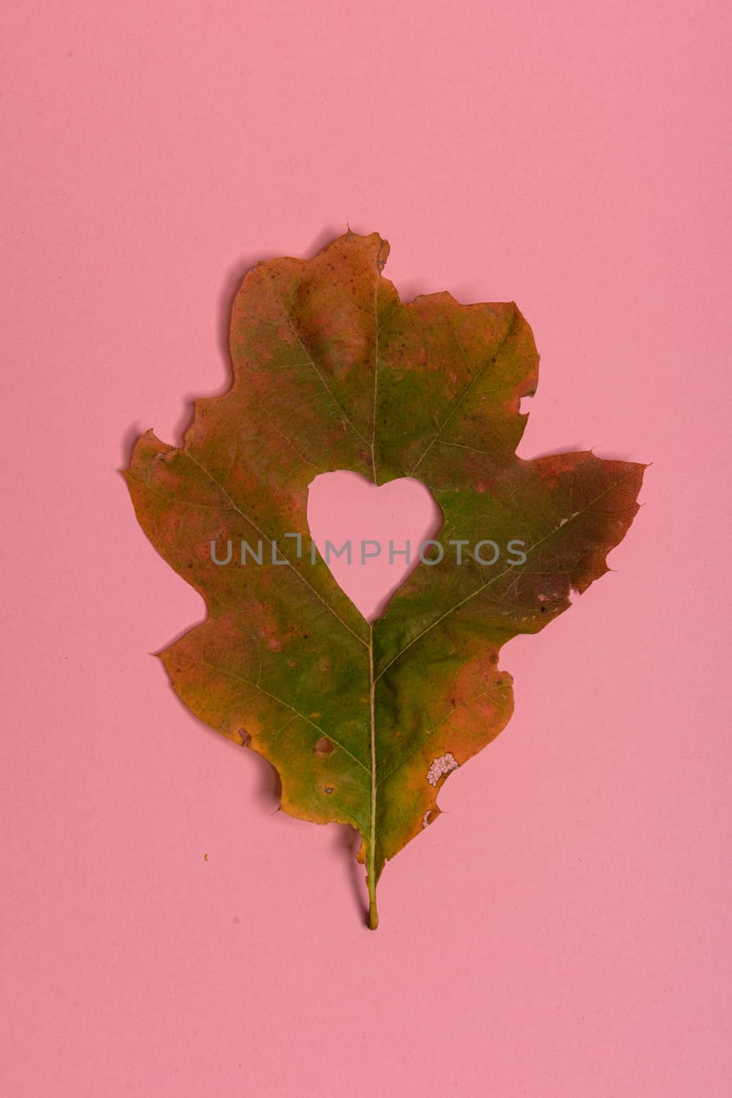 Background group autumn orange, green, yellow and brown leaves. with the heart shape cut out in the middle on pink background. Studio shoot. View from above. Horizontal orientation. Copy space.
