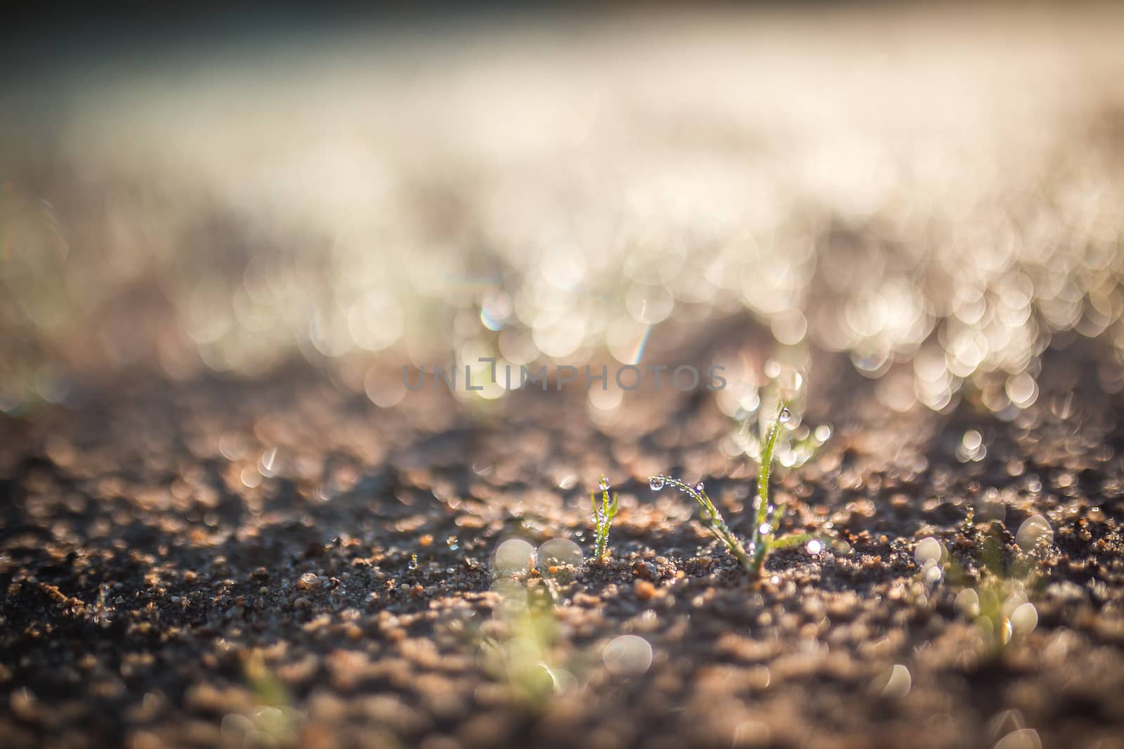 Fresh green spring grass with droplets of dew close-up with the sun against the background of natural defocused light of nature bokeh, lawn grass sprouting, sowing grain and cereal crops by petrsvoboda91