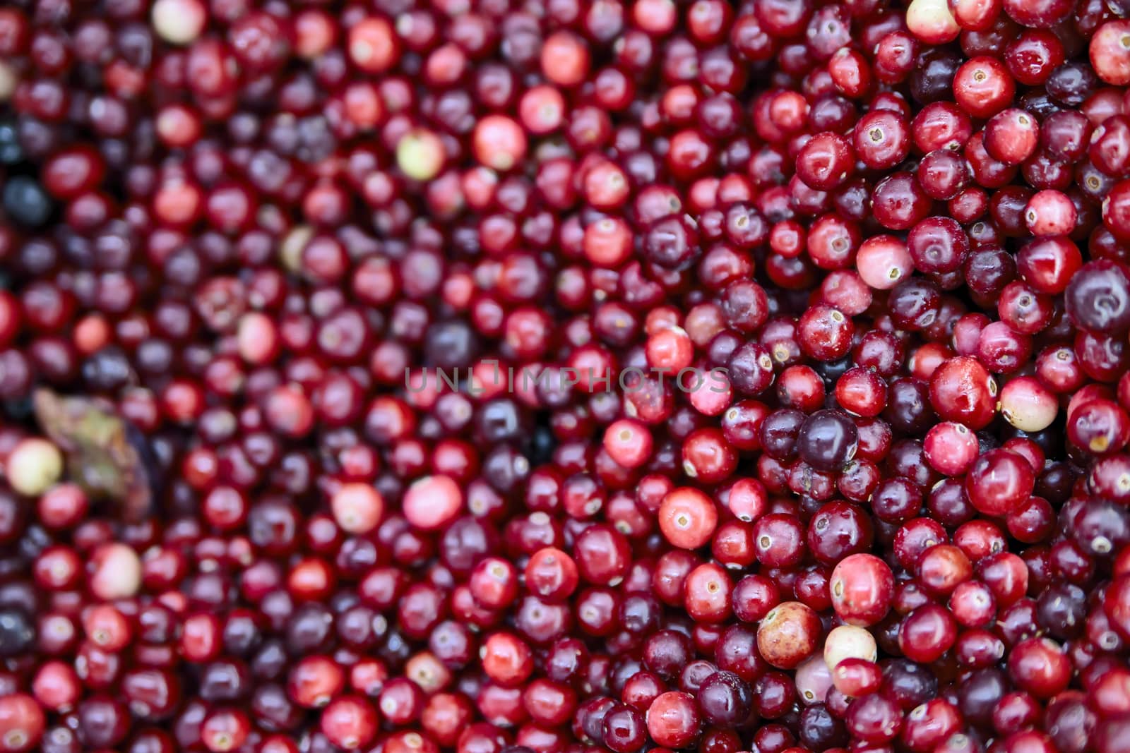 Frozen berries in grocery store shot close-up, blurred background. Bright red cranberries contain many vitamins and minerals, is a medicinal plant