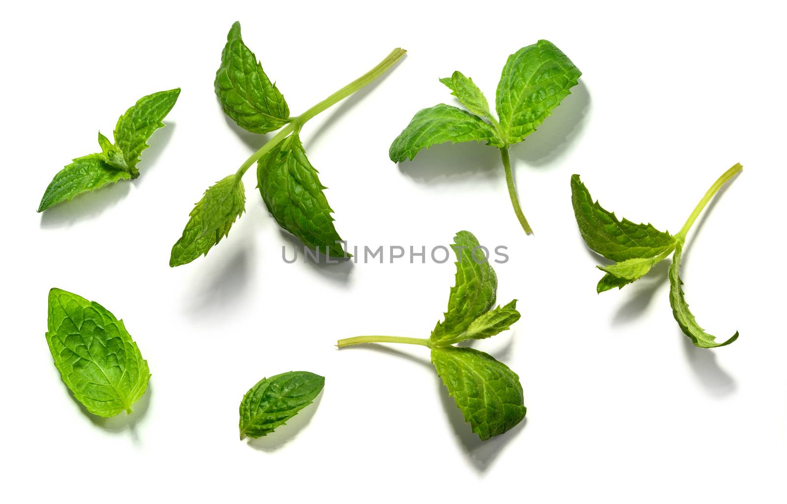 Mint leaf set on white background.
