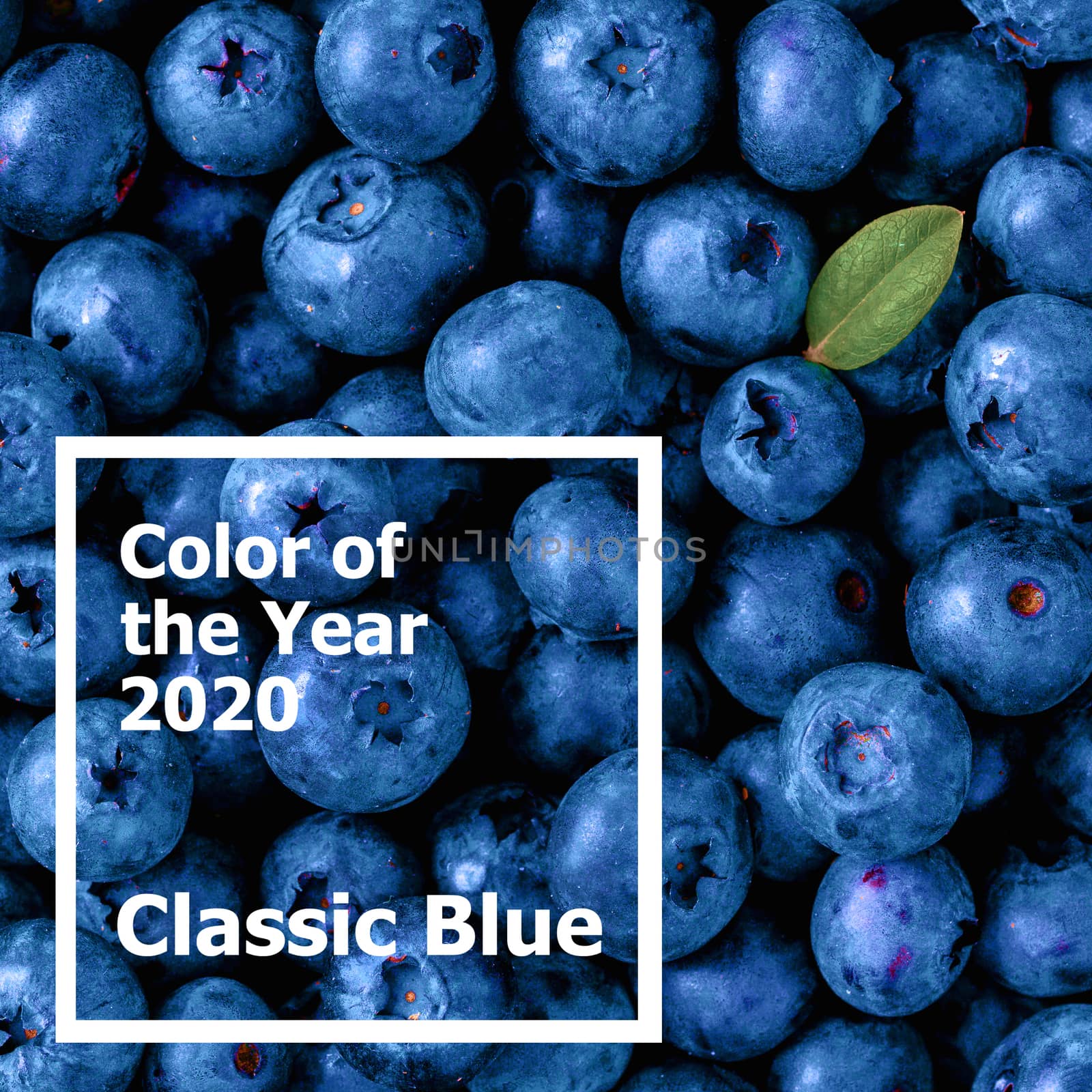 Blueberries in Color of Year 2020 Classic Blue by fascinadora