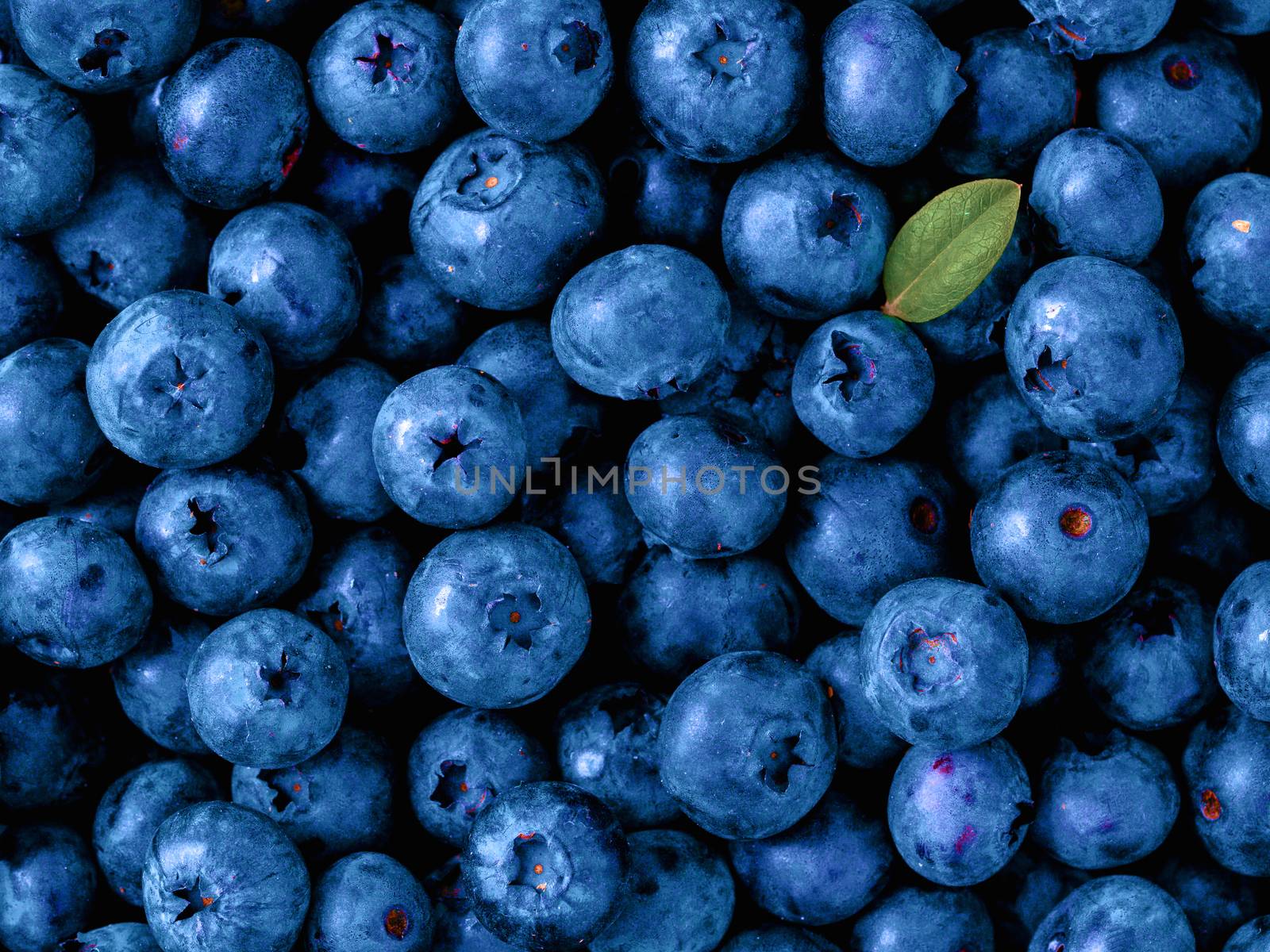 Beautiful blueberries background in color of the year 2020 Classic Blue. Blueberries with green leaf. Top view or flat lay. Copy space for text. Color of Year 2020 Classic Blue.