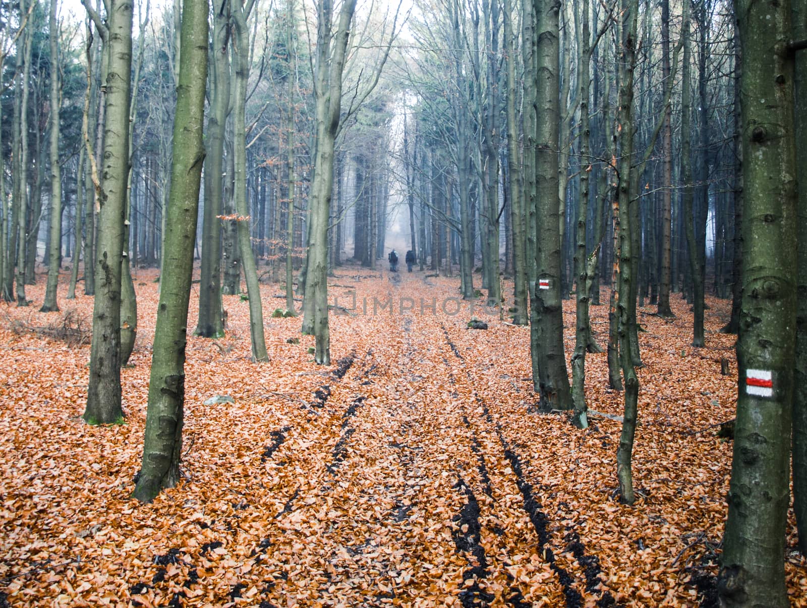 Wet and foggy day in autumnal forest by pyty